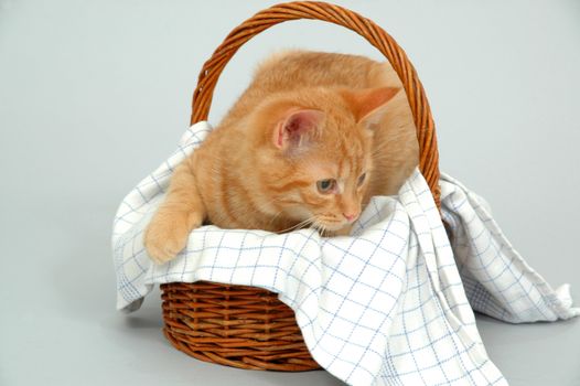 Kitten is playing in a basket