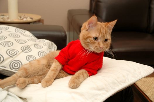 Kitten is resting on a pillow, wearing a red sweater.