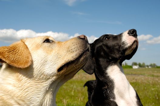 Two dogs is looking up