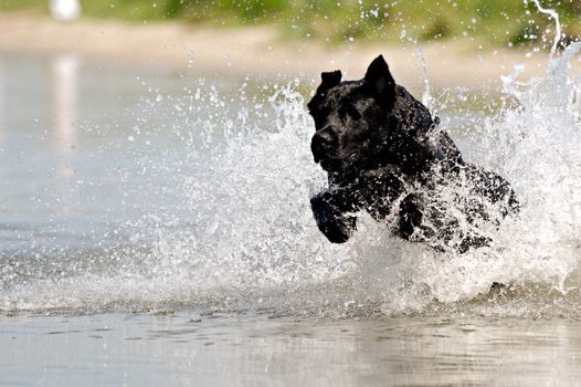 Black dog is jumping in the water.