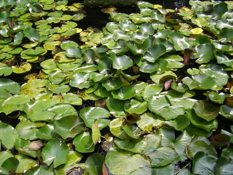 Water lily Nimphaea in a pond
