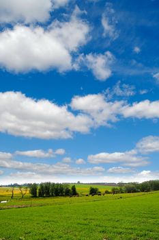 Idylic farmlandscap with green fields, cows and blue cloudy sky.