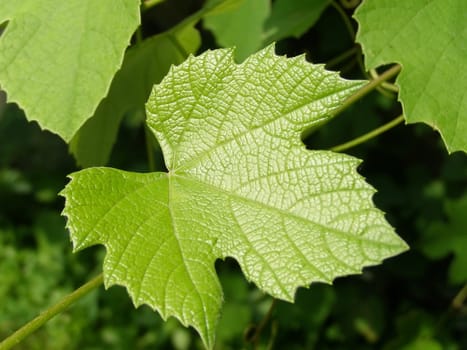 Vine vitis grapevine