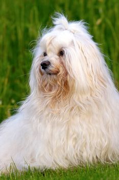 Sweet dog on green grass. (Bichon Havanais)