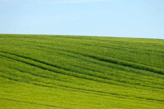 Tracks on a green hill