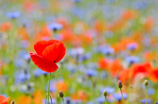 Red poppy in focus with a lot of flowers in blur as background.