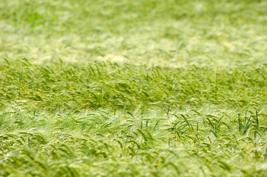 Pattern in the corn because of the wind