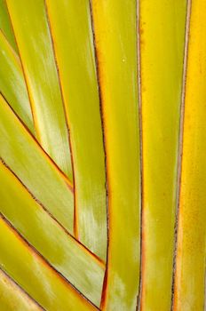 Close up of palm leaf from untraditionel angel.