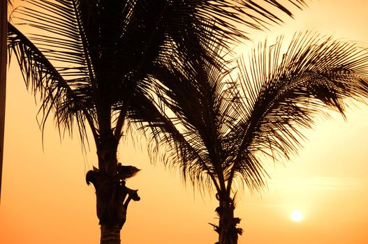 Palm and sunset in the background.