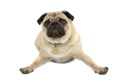 A sad pug is resting on white background