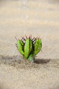 watering a cactus in the desert