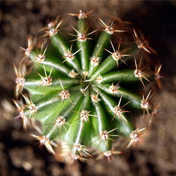 Cactus plant