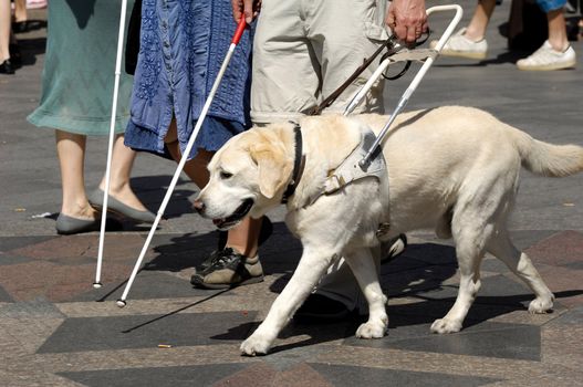 Guide dog is helping bilnd people