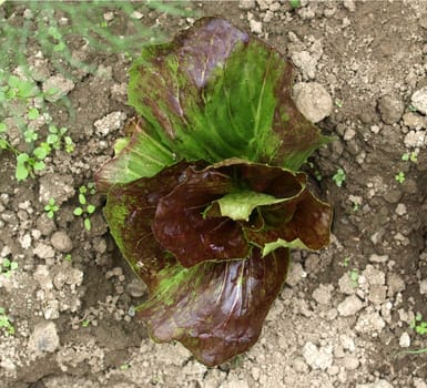Salad plant