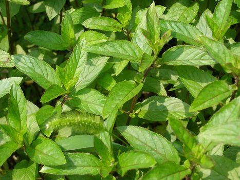 Peppermint