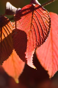 Red leaves on a sunny day in autumn 