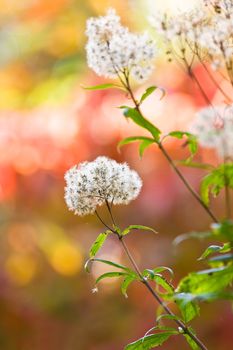 Fluffy seeds and autumn colors in the background 