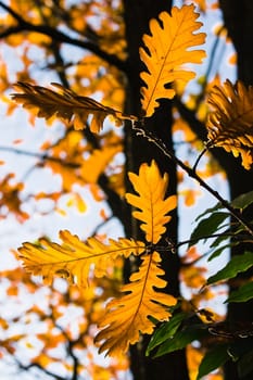Orange colored leaves on american oak in autumn