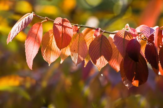 Red and orange colors of leaves in autumn on a sunny day