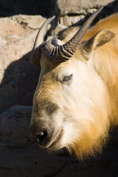 Sichuantakin  or Tibetan takin is a goat-antelope. Subspecies of takin, living in forests in the Himalayas. The takin is national symbol of Bhutan.