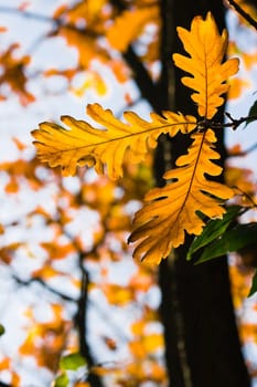 leaves turned to orange on american oak in autumn