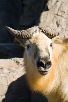 Tibetan takin or Sichuantakin is a goat-antelope, living in forests of the Himalayas.
The takin is national symbol of Bhutan