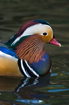 Portrait of Mandarin Duck swimming in the water 