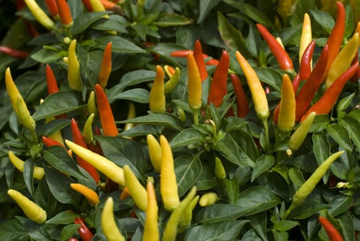 ripe and ripening red thai chilli peppers