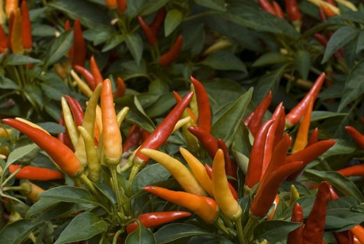 ripe and ripening red thai chilli peppers