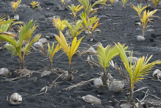 Coconuts sprouting in the dark volcanic soil of Hawaii�s Big Island