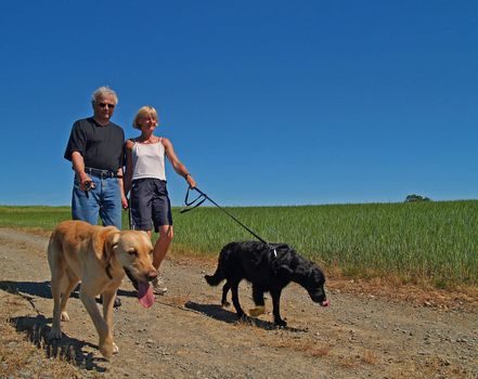 An elderly married couple taking their dogs for a walk
