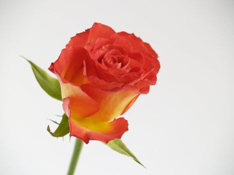 The picture of a single red florescencing rose
