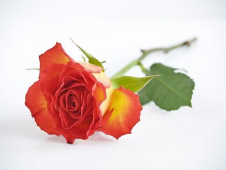 The picture of a single red florescencing rose
