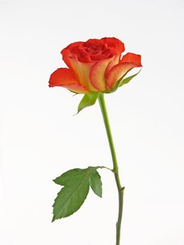 The picture of a single red florescencing rose
