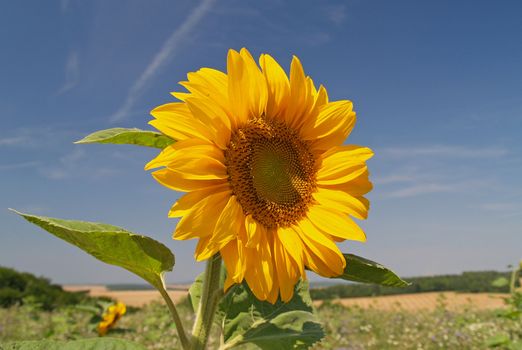 A ripe sunflower and blue sky
