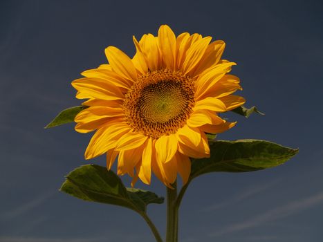 A ripe sunflower and blue sky
