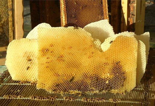 Honeycomb with bees and honey