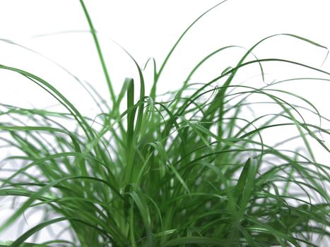 Green grass meadow