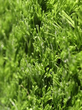 Detail of green grass artificial lawn meadow, useful as a background