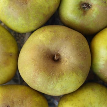 Green apples background of fruit