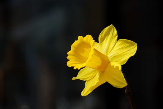 Yellow daffodil or narcissus looking at the sun with a dark background.