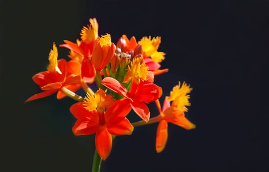 Orange and yellow orchid in sunlight with a dark background.