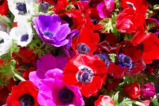 Red, white, purple, and pink anemones in sunlight - anemone coronaria.