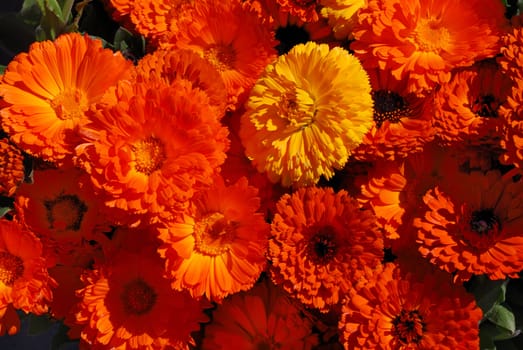 Orange and yellow pot marigolds or English marigolds in sunlight - calendula officinalis.