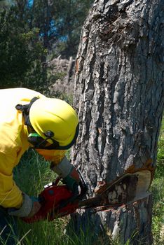 Lumberjack operating a chainsaw