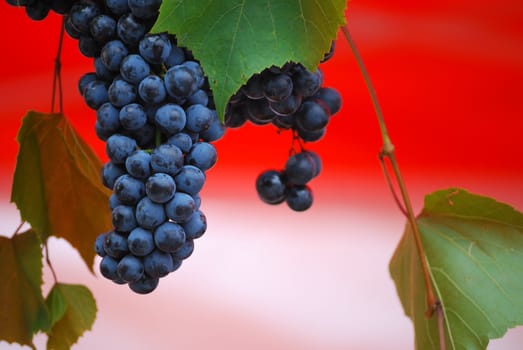 close up of the dark and the white wine grapes