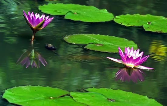 Beautiful pink flowers open  in the pond