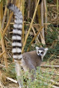 Ring-tailed Lemur (Lemur Catta) Portrait, Athens Zoo Park, Greece