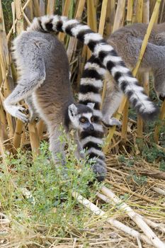 Ring-tailed Lemur (Lemur Catta) Portrait, Athens Zoo Park, Greece