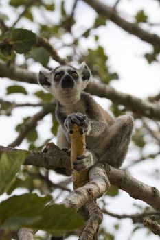 Ring-tailed Lemur (Lemur Catta) Portrait, Athens Zoo Park, Greece